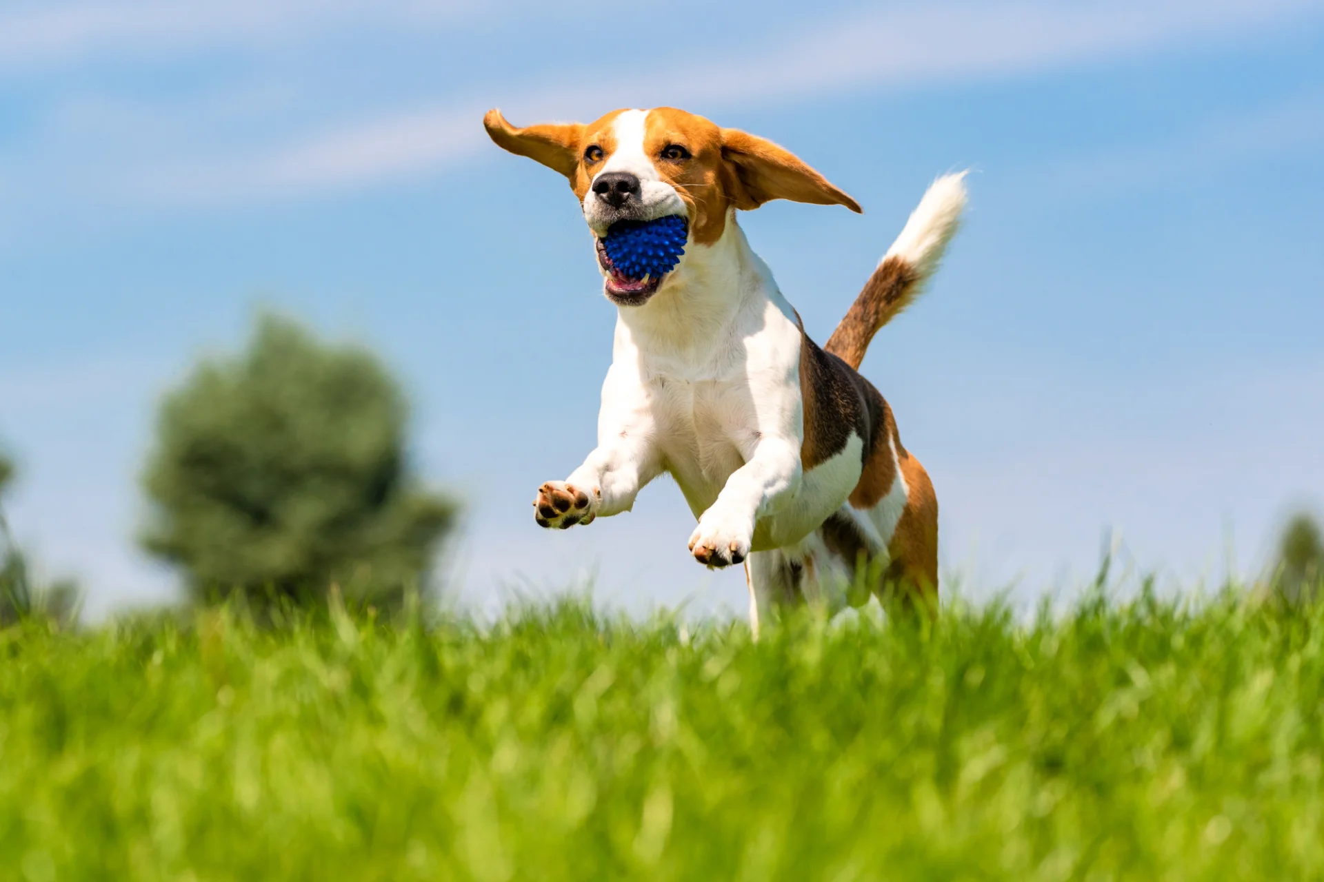 Beagle to psy pełne energii, ciekawskie i niezwykle towarzyskie Beagle skaczący z piłką w pyszczku