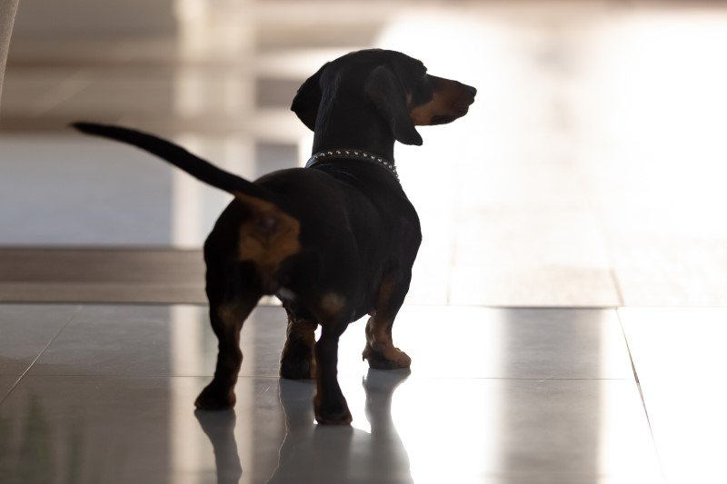 Machanie psa ogonem nie zawsze oznacza szczęście