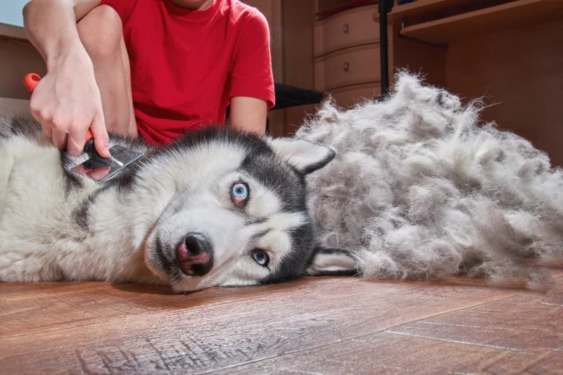 Husky syberyjski to jedna z ras, która wiosną gubi najwięcej sierści