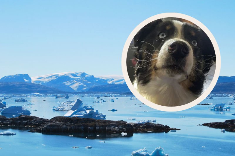 Pies Nanuq przeszedł 241 km przez zamarznięte morze