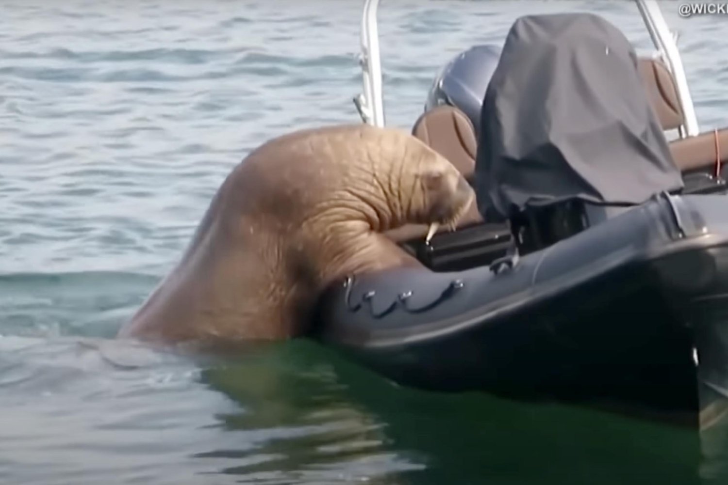 Mors arktyczny wdrapuje się na łódki i jachty przy brytyjskim wybrzeżu.