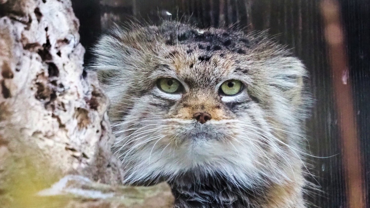 Warszawskie ZOO ogłosiło wyniki plebiscytu na Zwierzaka Roku 2025. Tytuł ten zdobyła manulka Jessie.