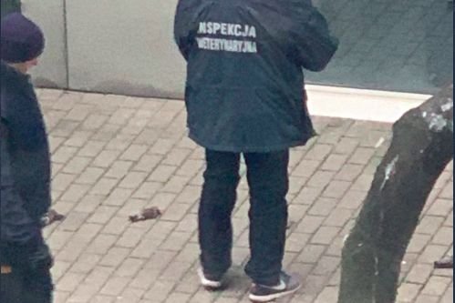 Strzelanie w Sylwestra zabija zwierzęta. Konsekwencje używania fajerwerków pokazał na Twitterze jeden z internautów.