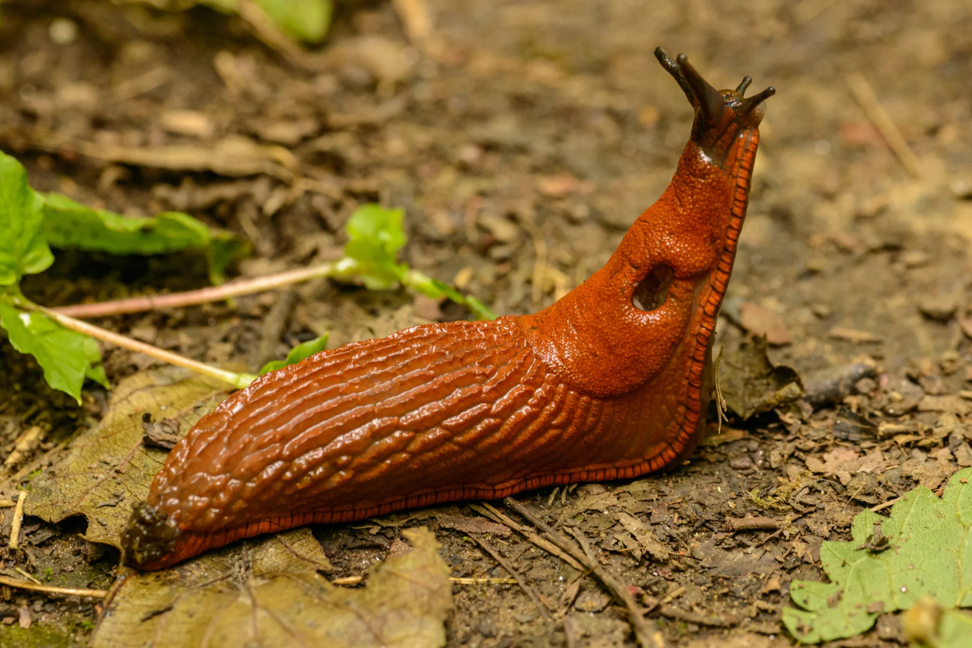 Pomrowik plamisty (Deroceras reticulatum)