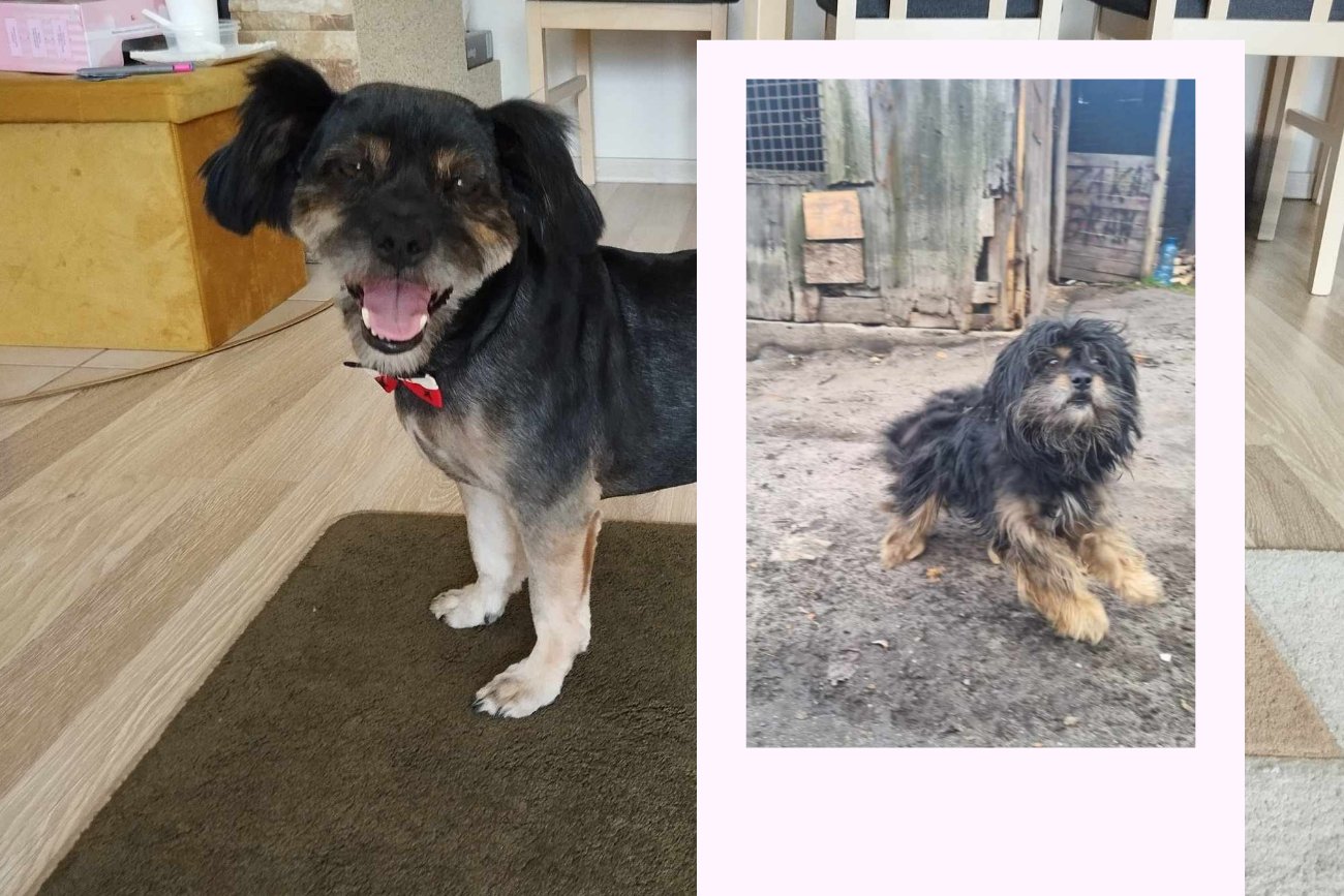 Trudno uwierzyć, że to ten sam pies