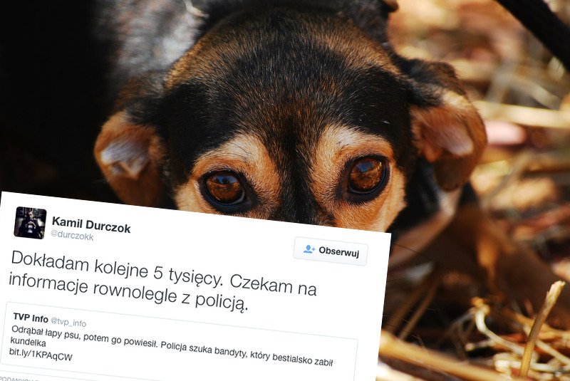 Dziennikarz zaangażował się w sprawę zmasakrowanego psa. Sprawca jest poszukiwany.