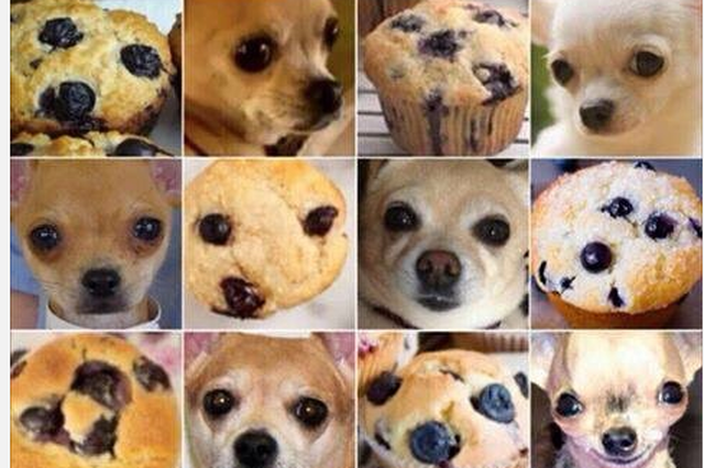 Pies czy muffin? Internauci znaleźli nową rozrywkę. Absurdalny mem podbija sieć