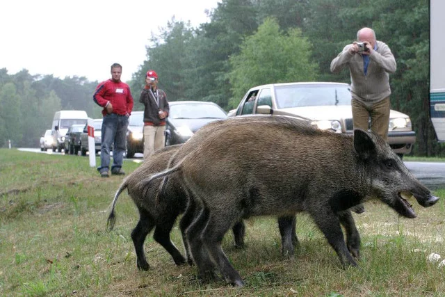 Na Podlasiu dzik stał się wrogiem PiS numer jeden