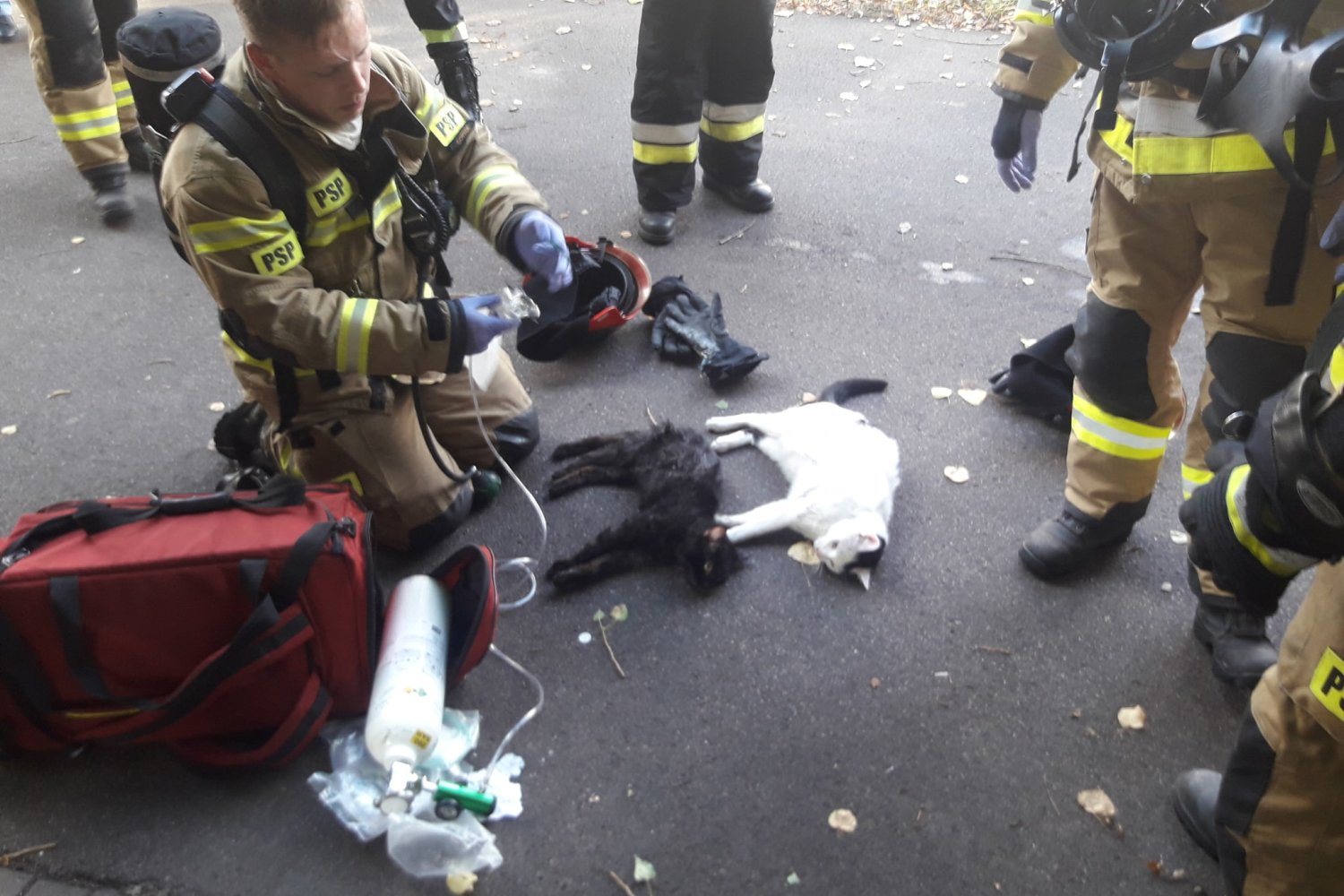 Straży z Gdyni uratowali dwa koty z pożaru budynku. Użyli do tego specjalistycznego sprzętu