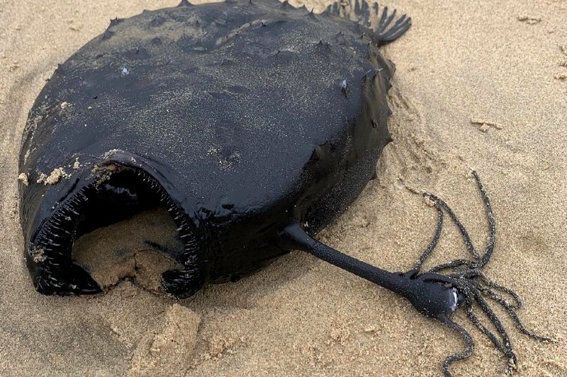 W Ameryce znaleziono rybę głębinową leżącą na plaży. [FOTO]