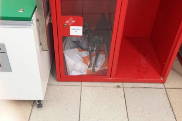 Nagannie zachował się jeden z klientów w hipermarkecie Auchan. Zostawił psa w schowku depozytowym.