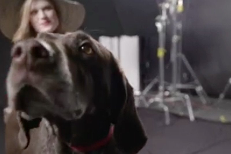 Schronisko dla zwierząt miało otrzymać złotówkę za każde udostępnienie. Internauci nie zawiedli.