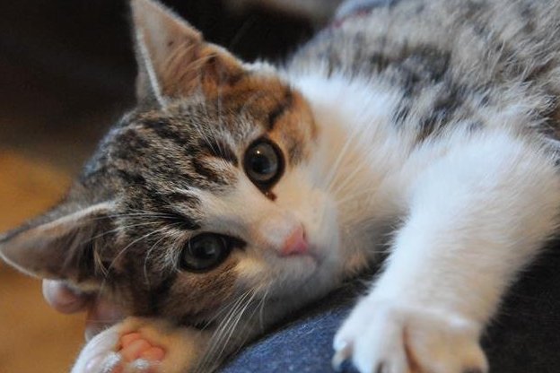 Bohater artykułu - Mruczek