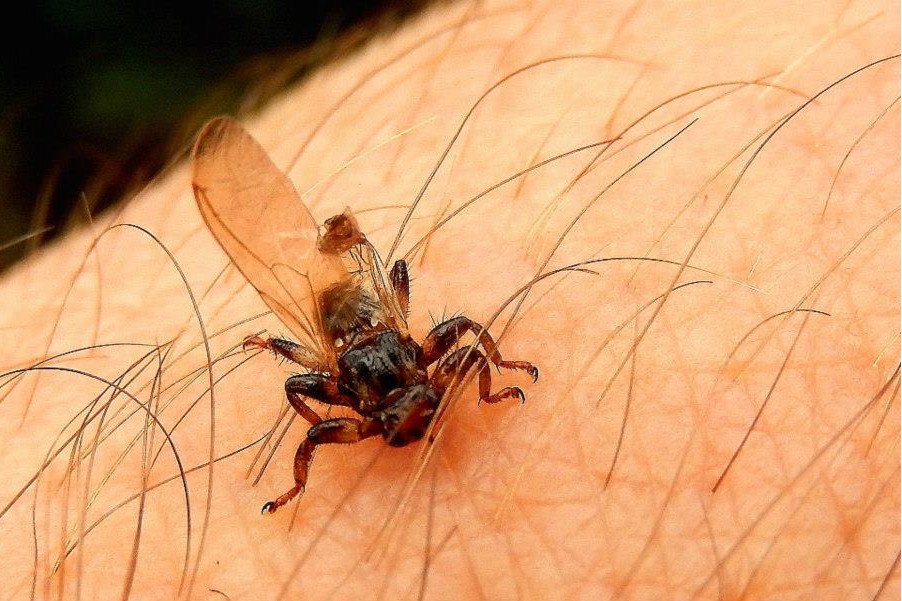 Strzyżak jeleni atakuje w lasach i na ich obrzeżach.