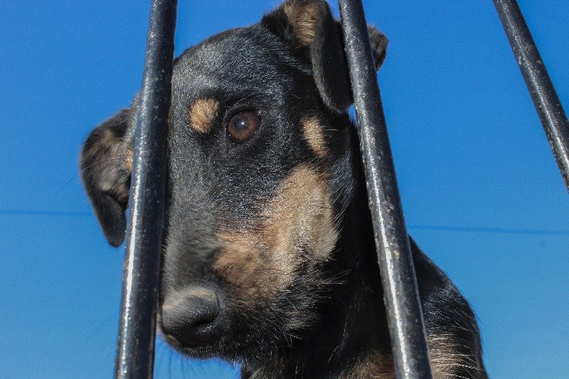 Schronisko w Korabiewicach to jedno z największych takich miejsc w kraju. Może znajdziesz tutaj psiaka, którego pokochasz?