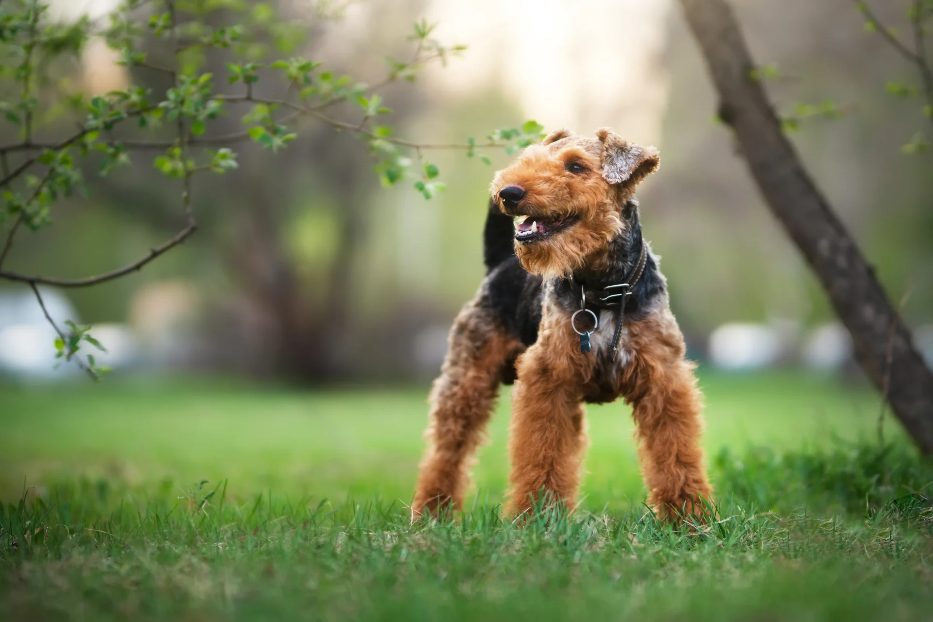 Terrier walijski Terrier walijski