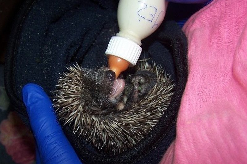 Jeżyk uratowany przed kosiarką – podopieczny kliniki.