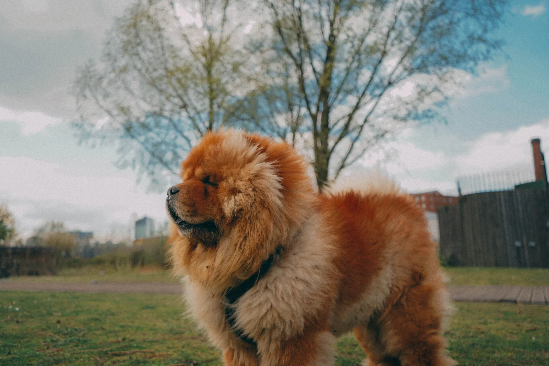 Chow-chow Chow-chow