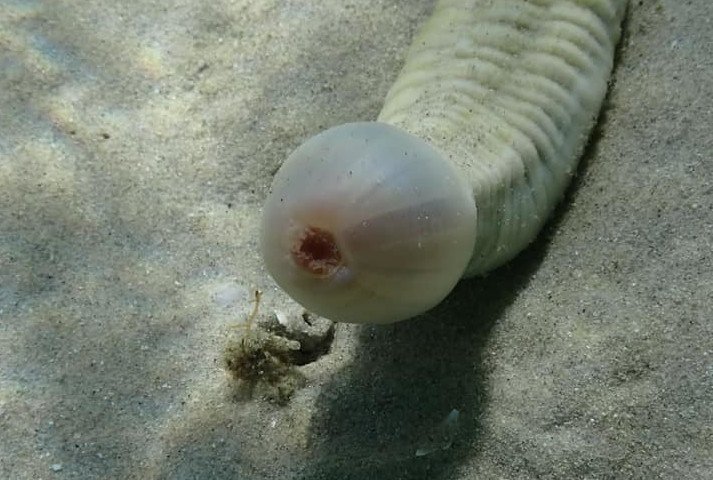 Mieszkanka Australii pokazała zdjęcia stworzenia, które niektórzy nazwali "morskim penisem".