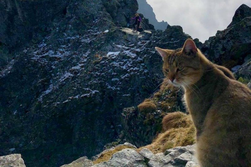 Kot turysta w Tatrach