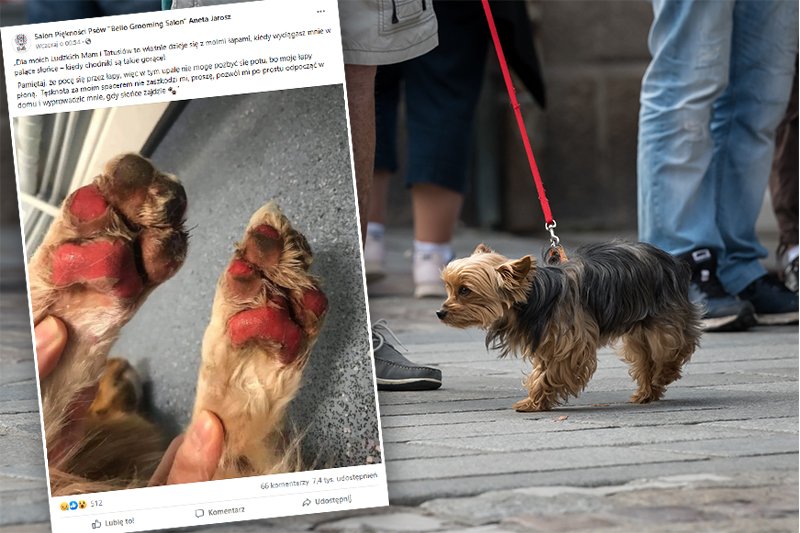 Tak kończy się chodzenie z psem w upał po chodniku