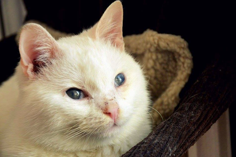 Filis - jeden z kociaków z Ukrainy.