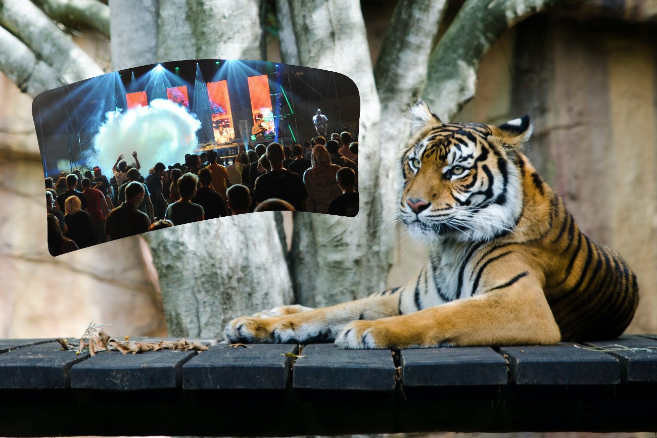 Wygląda na to, że zwierzęta z łódzkiego zoo muszą polubić się z muzyką elektroniczną