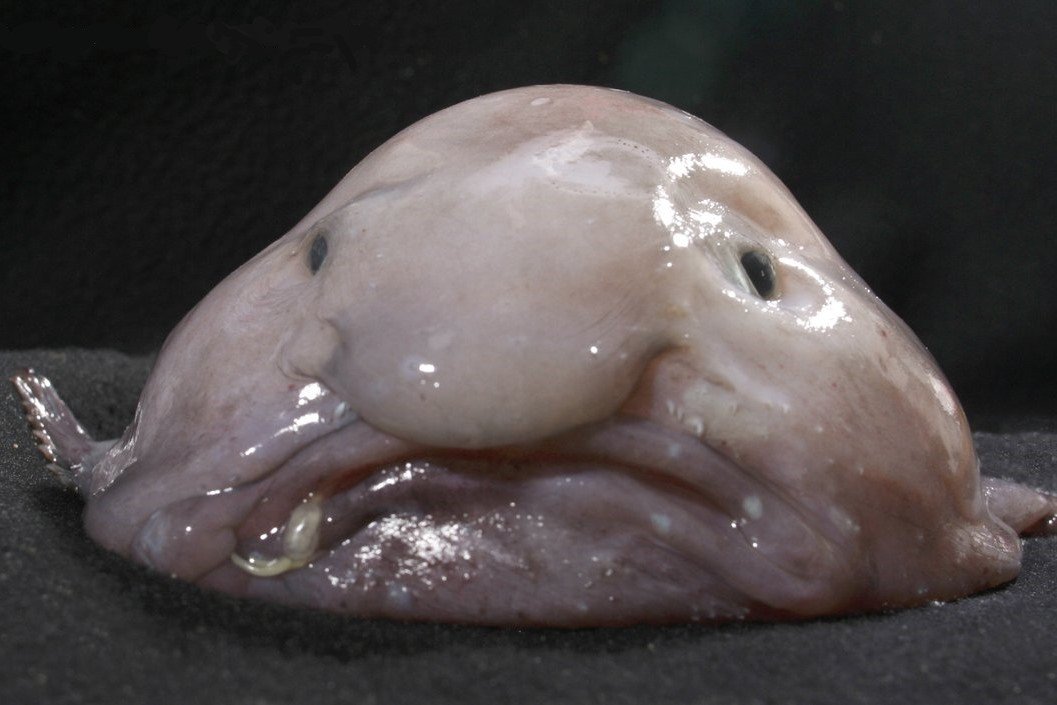 Blobfish - "najbrzydsza ryba na świecie"