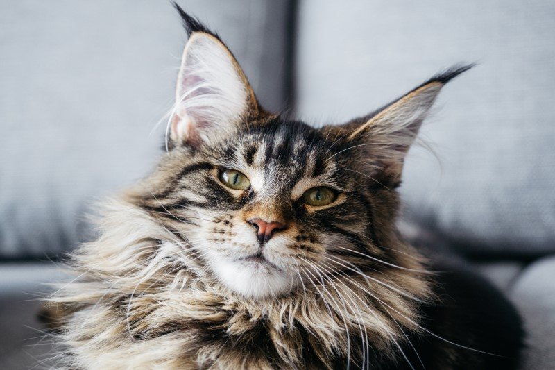 Maine coon