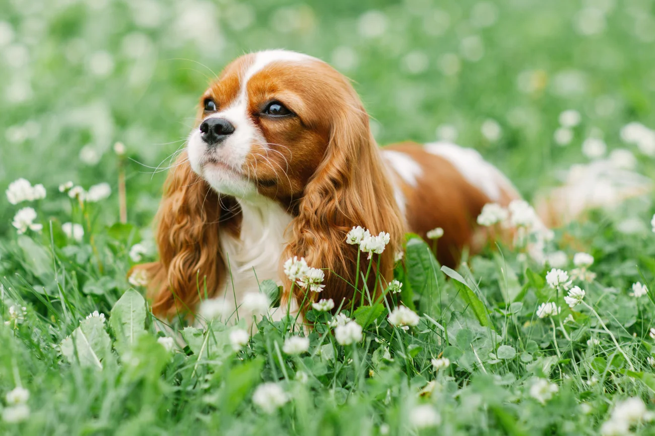 Cavalier King Charles Spaniel leżący na trawie