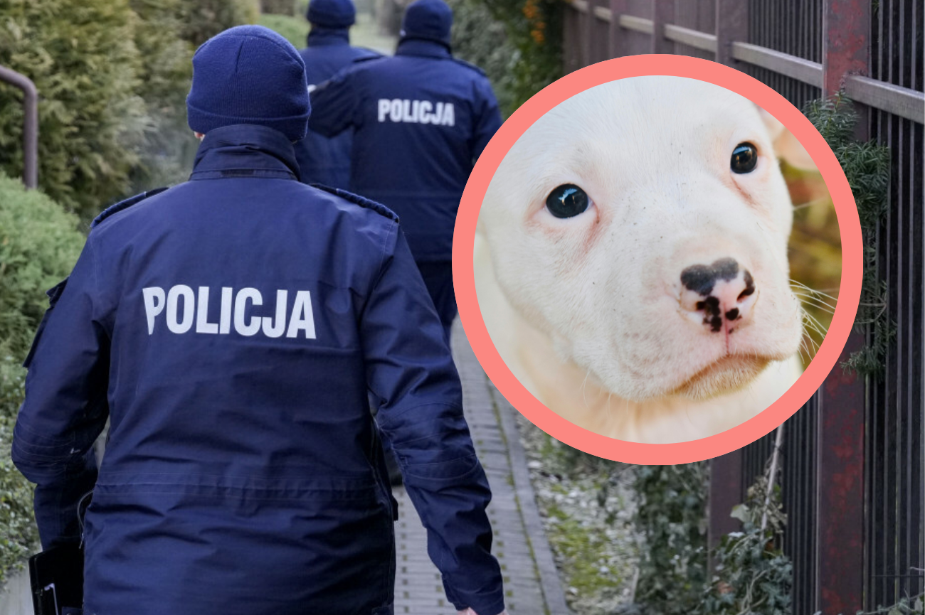 Opiekun martwego psa w śmietniku odnaleziony Policja, biały szczeniak