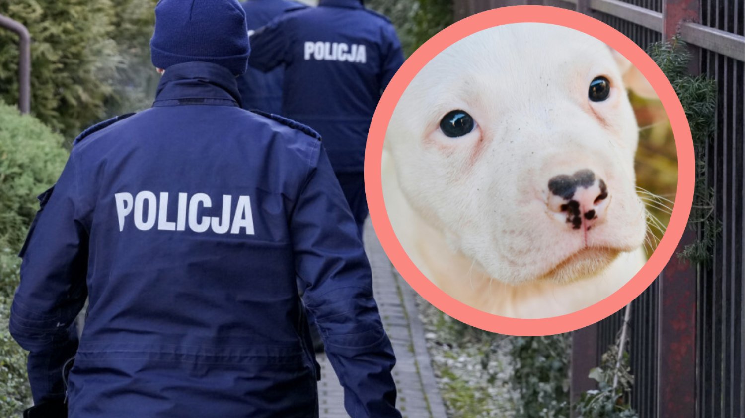 Opiekun martwego psa w śmietniku odnaleziony Policja, biały szczeniak