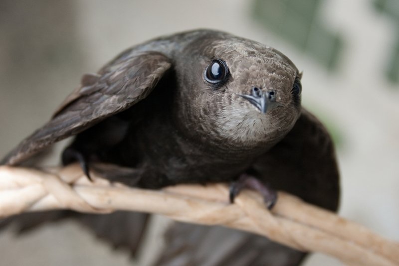 Ekolodzy i miłośnicy ptaków protestują na warszawskim osiedlu, gdzie podczas ocieplania bloków są zamurowywane gniazda jerzyków. Ptaków, które są nie tylko chronione, ale i pożyteczne – żywią się komarami i meszkami.