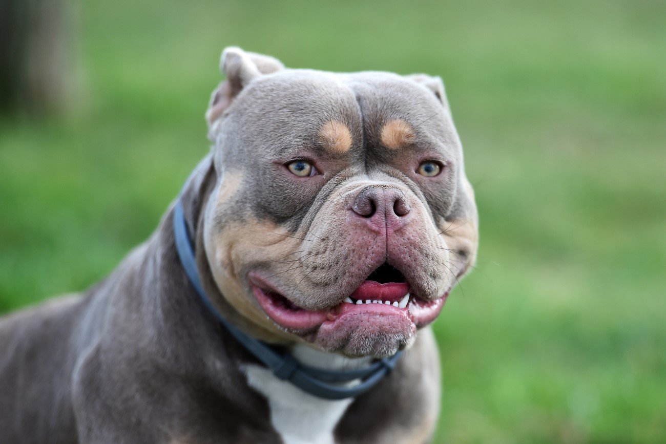 American bully xl - rasa psów zakazana w Wielkiej Brytanii
