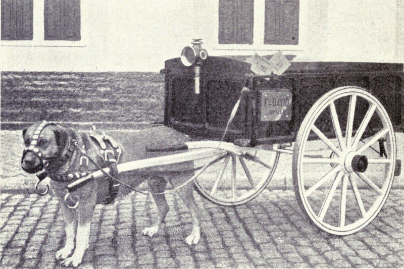 Belgian Mastiff - jedna z wymarłych ras psów