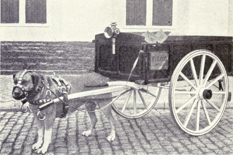 Belgian Mastiff - jedna z wymarłych ras psów