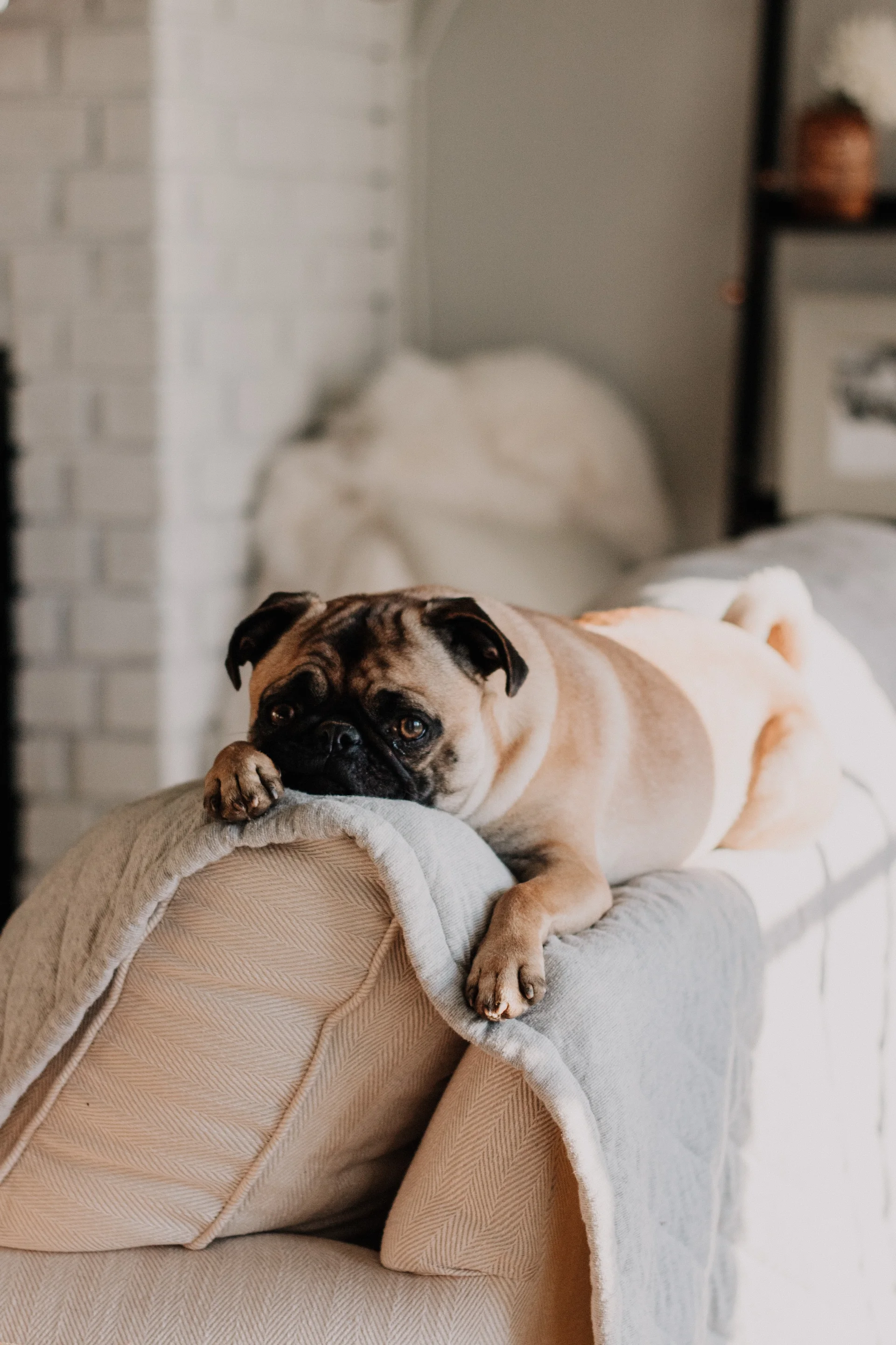 Mops Mops