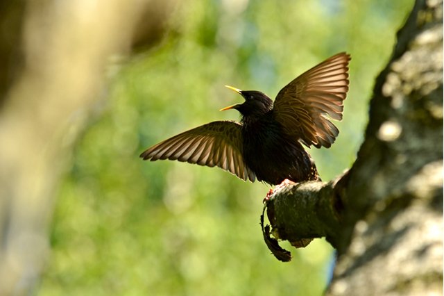 Szpaki zdaniem Andrzeja Kruszewicza mają dobry humor przez cały dzień. Także w mieście.