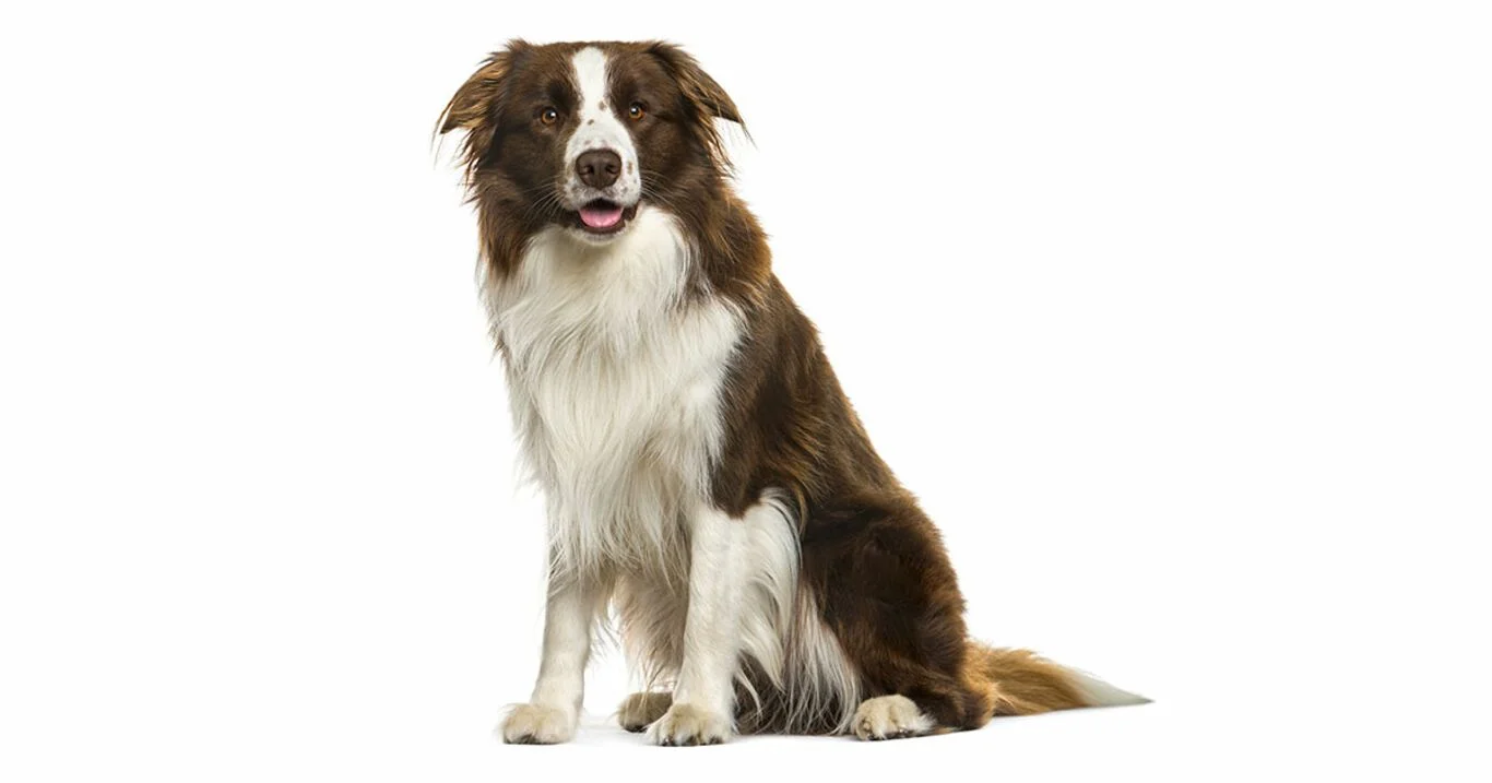 Najpopularniejsze rasy psów w Polsce 2020: border collie (nr 8 w rankingu 2020)