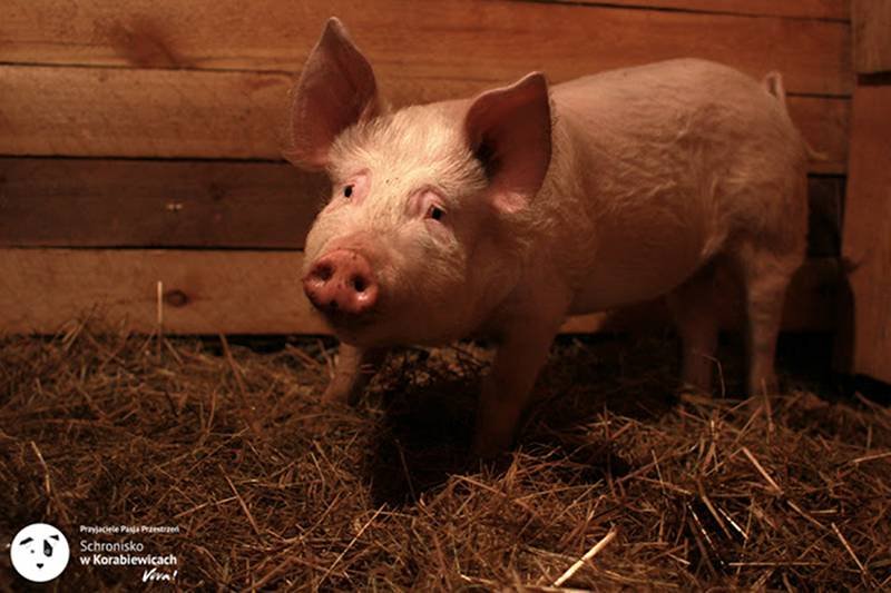 Świnia "Blondynka" zamieszkała w azylu. Film, na którym widać, jak ucieka, obejrzało 600 tys. osób.