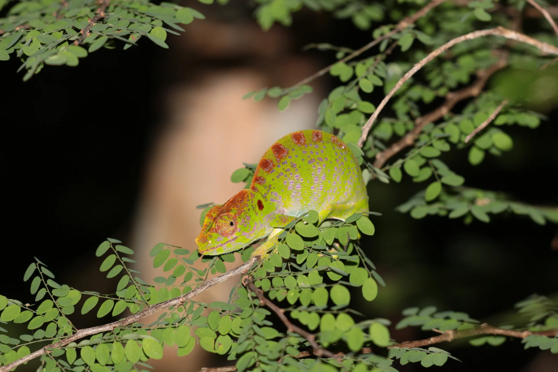 Furcifer labordi Furcifer labordi