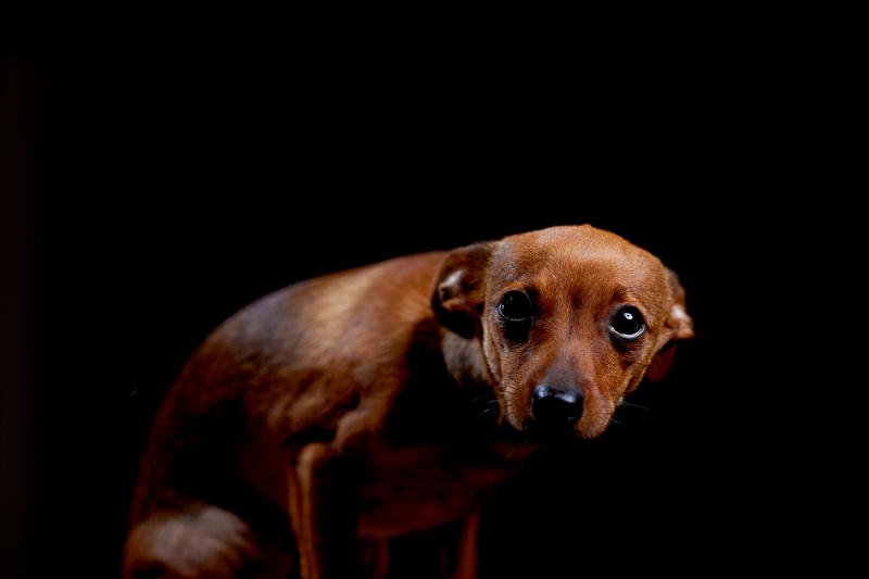 Psy zwykle boją się niespodziewanych i głośnych dźwięków.