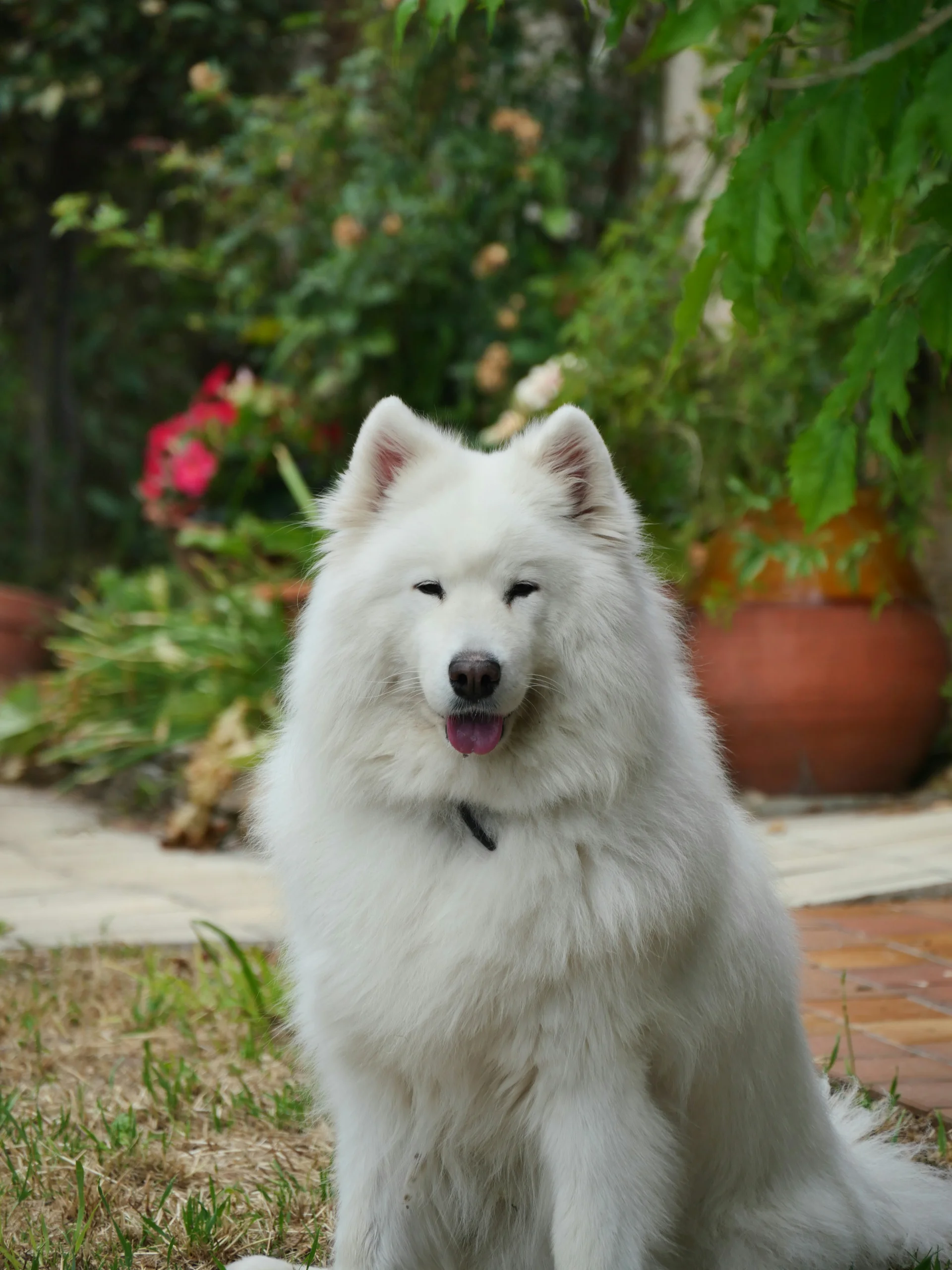 Samojed Samojed