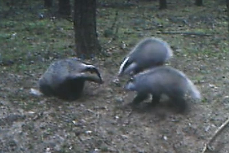 Pracownicy nadleśnictwa mieli okazję podejrzeć harce młodych borsuków.