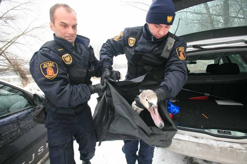 Eko patrol przychodzi z pomocą przymarzniętemu łabędziowi