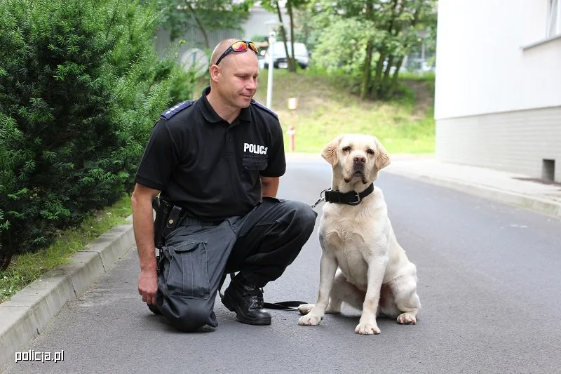 Labrador w polskiej policji Labrador w polskiej policji