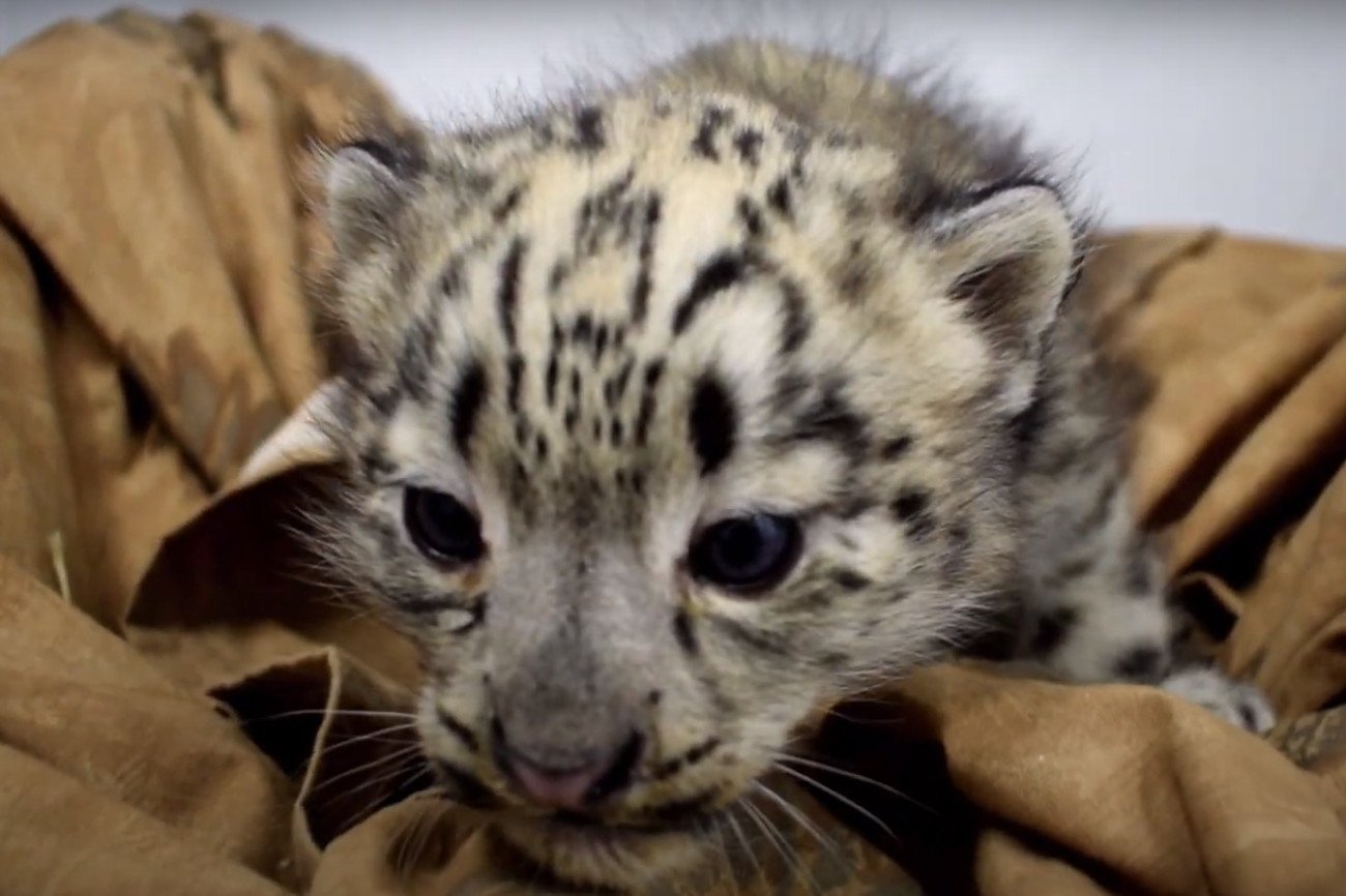 W Ogrodzie Zoologicznym w Płocku urodziły się dwie pantery śnieżne.