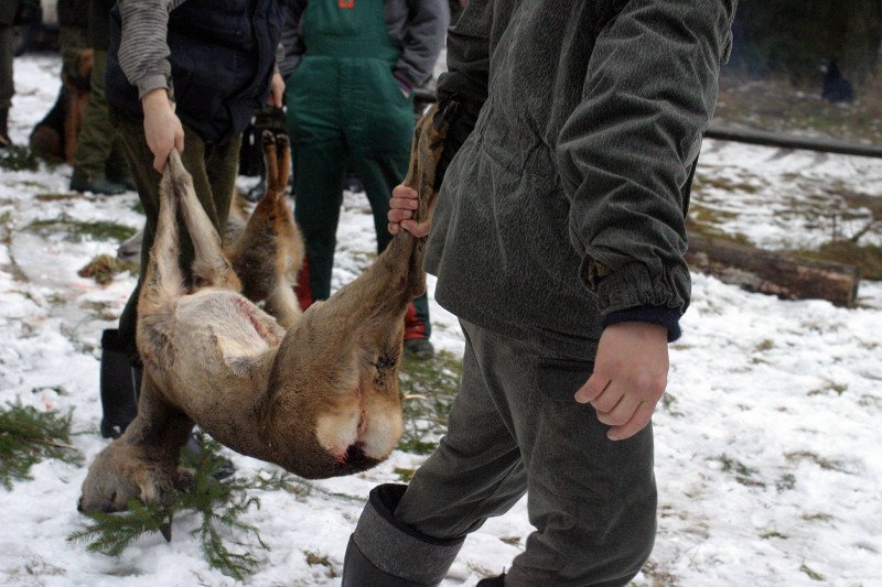 Myśliwi będą musieli strzelać do zwierząt pod karą grzywny.