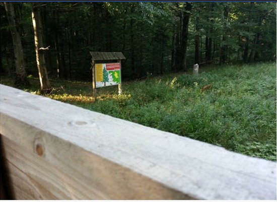 Zdjęcie zrobione z ambony - na granicy rezerwatu. W tle widać tzw. lizawkę.