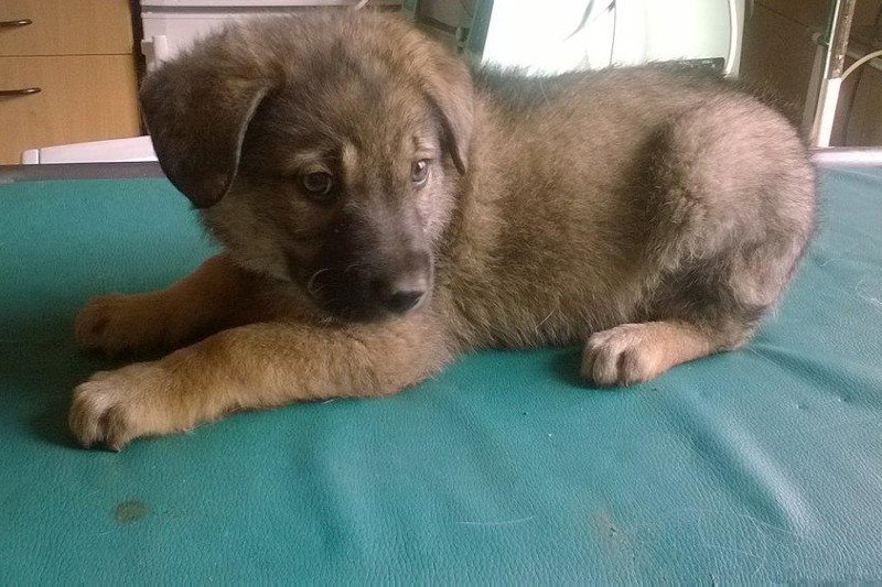 Fundacja Chata Zwierzaka opiekuje się przede wszystkim czworonożnymi seniorami, ale czasami trafiają do niej również szczenięta i kocięta.